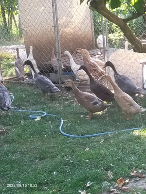 Rate pentru melci - imagine 2