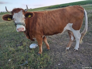 vand juninca  - imagine 3