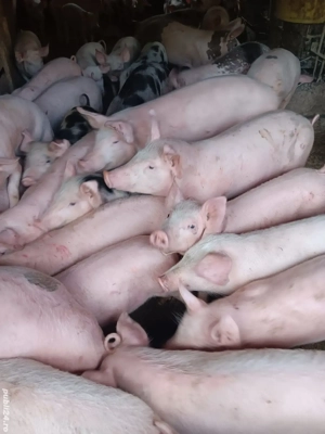 Purcei De Rasă 20-40 kg 