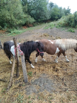 vând ponei - imagine 2