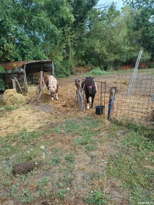 vând ponei - imagine 4