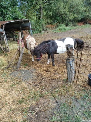 vând ponei - imagine 3