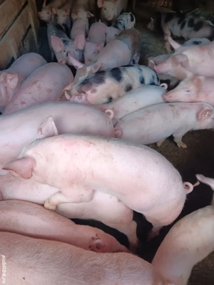 Purcei De Rasă 20-40 kg  - imagine 3