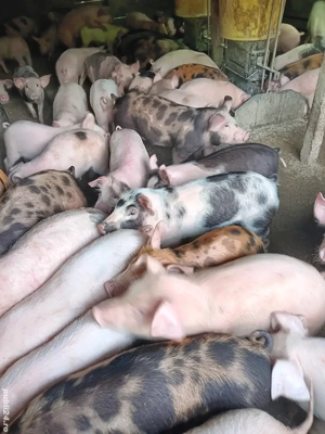 Purcei De Vânzare 17-35 kg  - imagine 2