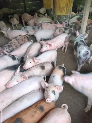 Purcei De Vânzare 17-35 kg  - imagine 3