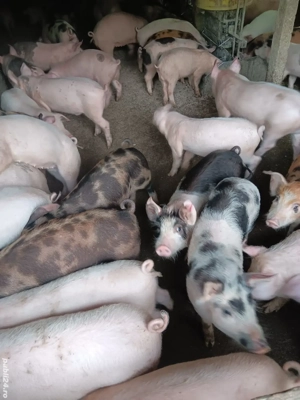 Purcei De Vânzare 17-35 kg 