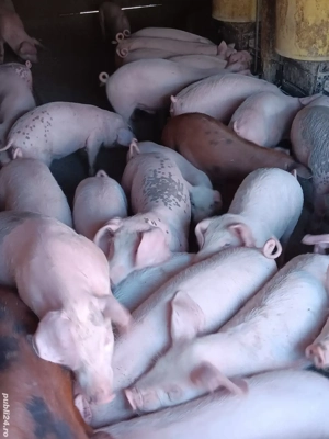 Vând Purcei Rasă De Carne 