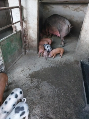 Vând purcei  - imagine 2