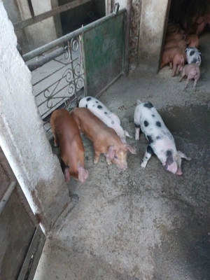 Vând purcei  - imagine 3