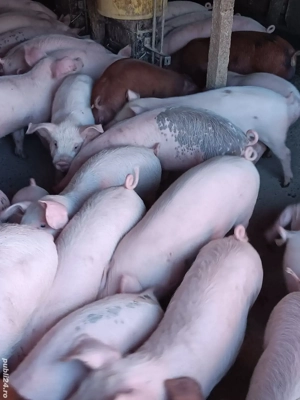 Vând Purcei Rasă De Carne  - imagine 2