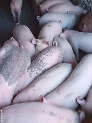 Vând Purcei Rasă De Carne  - imagine 3