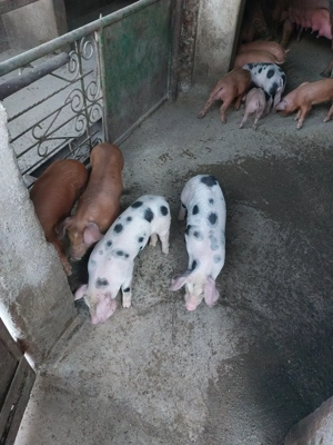 Vând purcei  - imagine 4