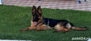 Vand pui Ciobanesc German - femela