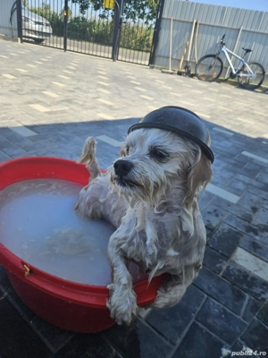 Menajera din Roman necăsătorită 