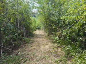 Teren intravilan Mosoaia - Hintesti - imagine 4