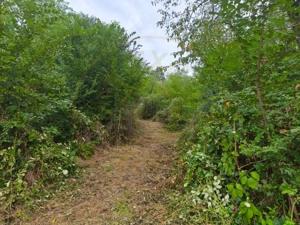 Teren intravilan Mosoaia - Hintesti - imagine 3