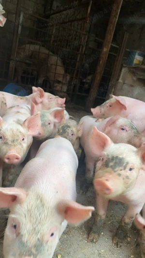 Purcei de 6 saptamani - imagine 3