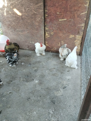 Cochinchina Pitic 2025 