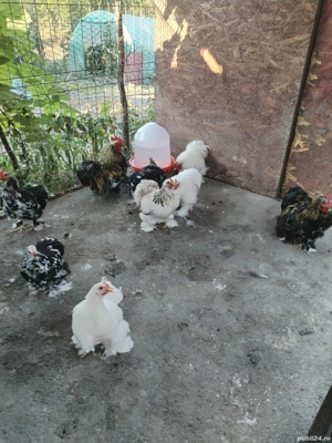 Cochinchina Pitic 2025  - imagine 3