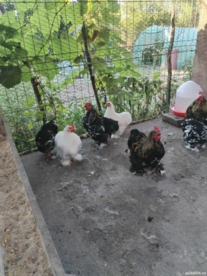 Cochinchina Pitic 2025  - imagine 2