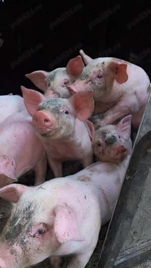 Purcei de 6 saptamani,15kg - imagine 4