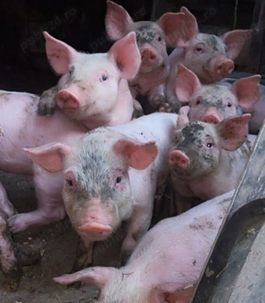 Purcei de 6 saptamani,15kg - imagine 5