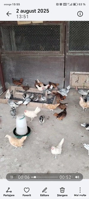 Sebright argintiu, auriu, chamois și alb perlat 