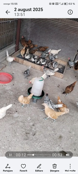 Sebright argintiu, auriu, chamois și alb perlat  - imagine 2