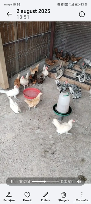 Sebright argintiu, auriu, chamois și alb perlat  - imagine 3