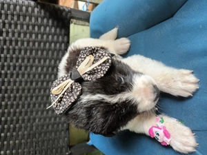 Cățeluși ciobănești românești de bucovina - imagine 3 Cățeluși ciobănești românești de bucovina - imagine 3