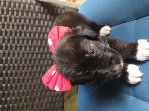 Cățeluși ciobănești românești de bucovina - imagine 4 Cățeluși ciobănești românești de bucovina - imagine 4