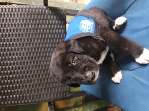 Cățeluși ciobănești românești de bucovina