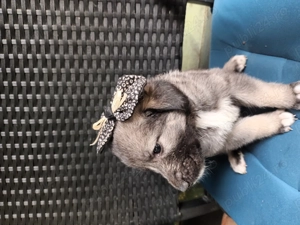 Cățeluși ciobănești românești de bucovina - imagine 5 Cățeluși ciobănești românești de bucovina - imagine 5