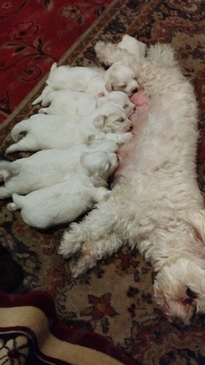 vinzare catei - imagine 4 vinzare catei - imagine 4