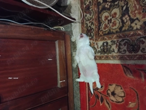 vinzare catei - imagine 3 vinzare catei - imagine 3