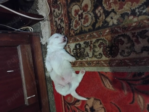 vinzare catei - imagine 2 vinzare catei - imagine 2