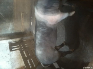 vand vier  - imagine 2 vand vier  - imagine 2