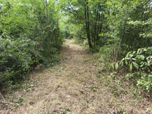 Teren intravilan Mosoaia - Hintesti - imagine 5