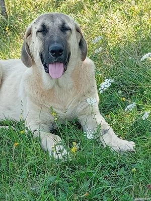 căței kangal crescuți la stână de vânzare  - imagine 2 căței kangal crescuți la stână de vânzare  - imagine 2