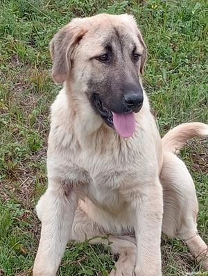 căței kangal crescuți la stână de vânzare  - imagine 3 căței kangal crescuți la stână de vânzare  - imagine 3
