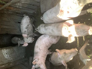 Vând porci crescuți cu furaje naturale. 