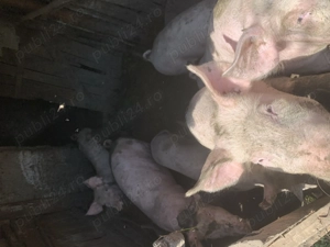 Vând porci crescuți cu furaje naturale.  - imagine 2