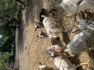 Vând capre crescute cu furaje naturale