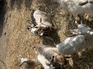 Vând capre crescute cu furaje naturale - imagine 2 Vând capre crescute cu furaje naturale - imagine 2