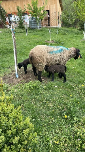 Ferma familiară vinde 15 oi și un berbec suffolk  - imagine 2