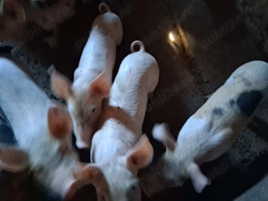 Vând purcei 6 săptămâni