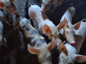 Vând purcei 6 săptămâni - imagine 2 Vând purcei 6 săptămâni - imagine 2