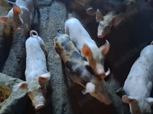 Vând purcei 6 săptămâni - imagine 3 Vând purcei 6 săptămâni - imagine 3