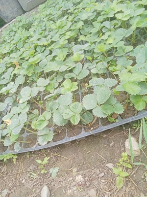 Vând stoloni de căpșuni 