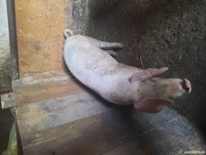 porci de vânzare! - imagine 4